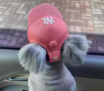 Gorra Yankees Para Perro