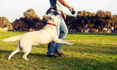 El encantador de perros: 5 consejos para educar a tu mascota.