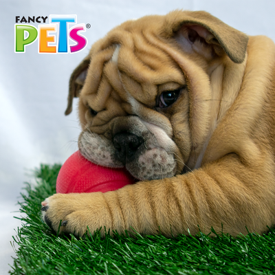 JUGUETE PELOTA CHEW FANCY PETS