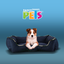 CAMA CORGI FANCYPETS