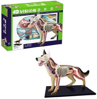 4D Modelo anatomico para armar, perro