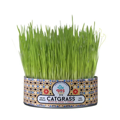 CAT GRASS - PASTO DE AVENA Y CEBADA PARA GATOS - UN DOS TREATS