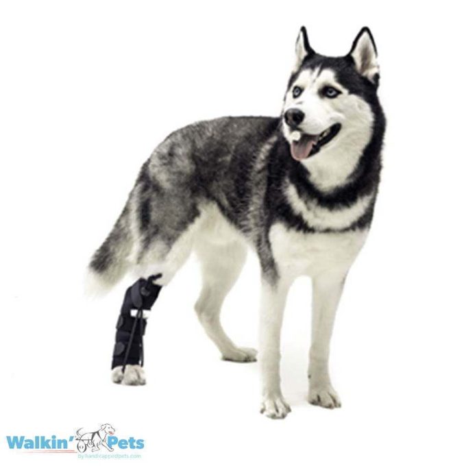 Walkin Pets Botas de entrenamiento para pisada No-Knucle