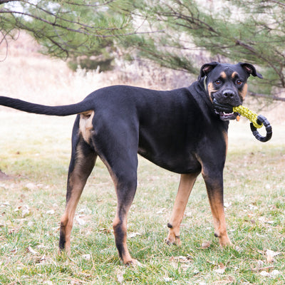 KONG Jaxx Braided Tug