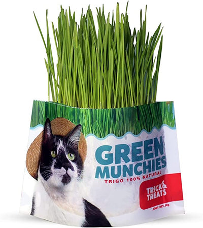 PASTO DE TRIGO GREEN MUNCHIES PARA GATOS - TRICK & TREATS